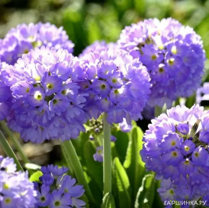 Примула мелкозубчатая Блю