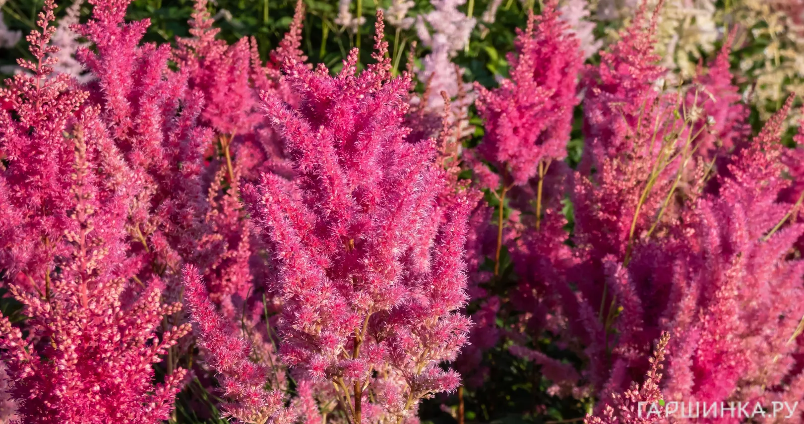 Астильба Арендса Глория Пурпуреа