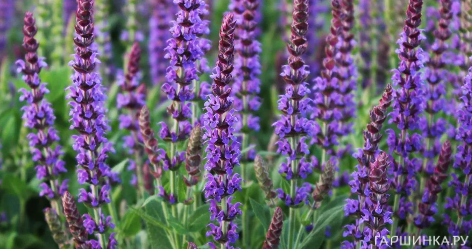 Шалфей (сальвия) дубравный Вест Фризлэнд