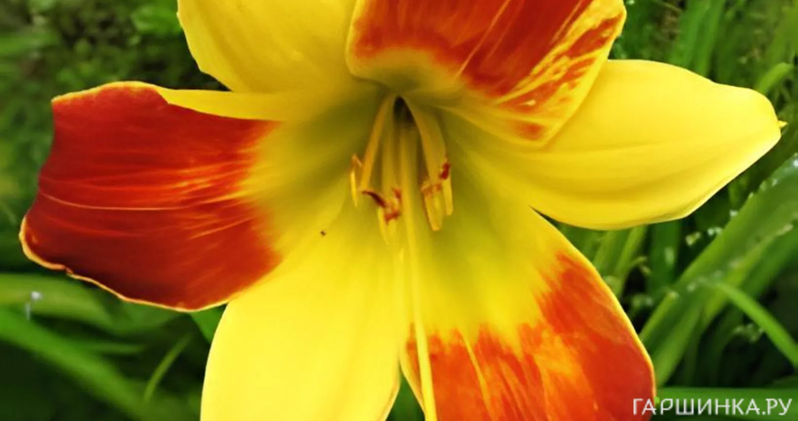 Лилейник Беппи