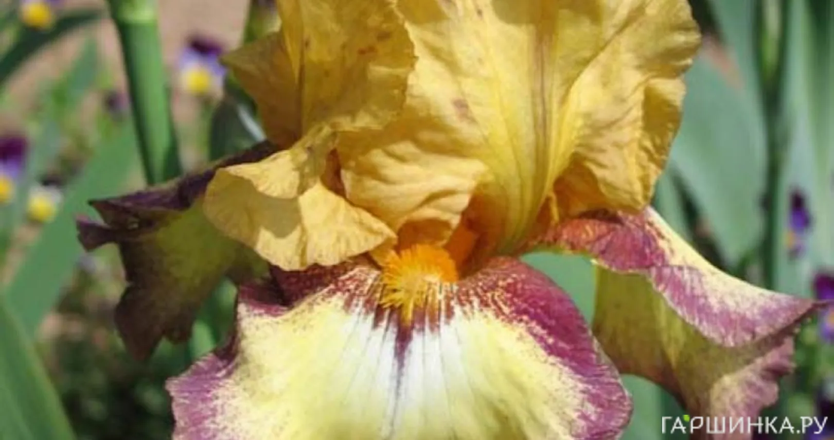 Ирис бородатый Бульвинкл