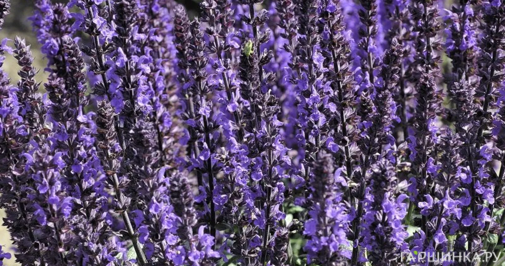 Шалфей (Сальвия дубравная) Адора Блю