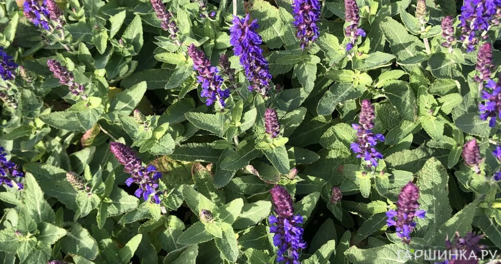 Шалфей (Сальвия) дубравный Блю Букет