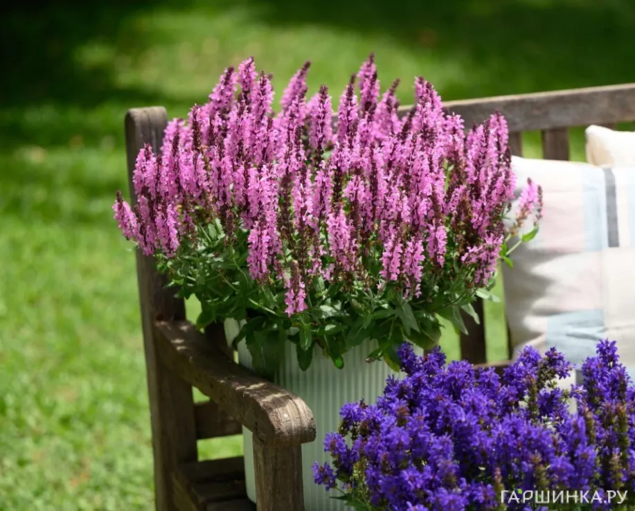 Шалфей (Сальвия) дубравный Пинк Небула