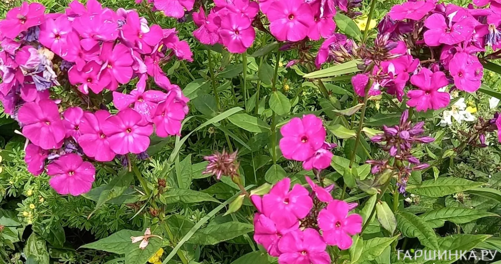 Флокс Виктория