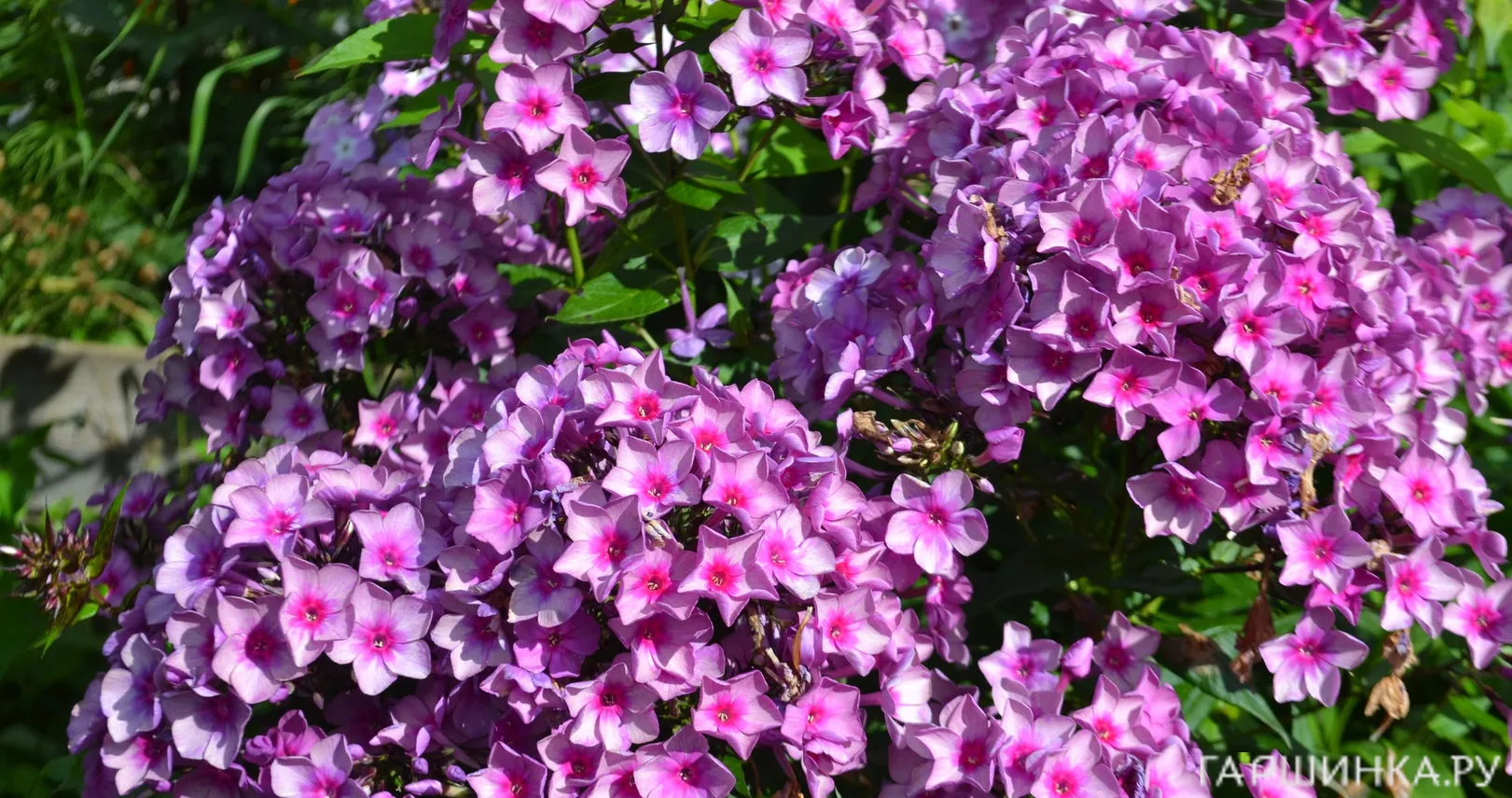 Флокс Дымчатое суфле