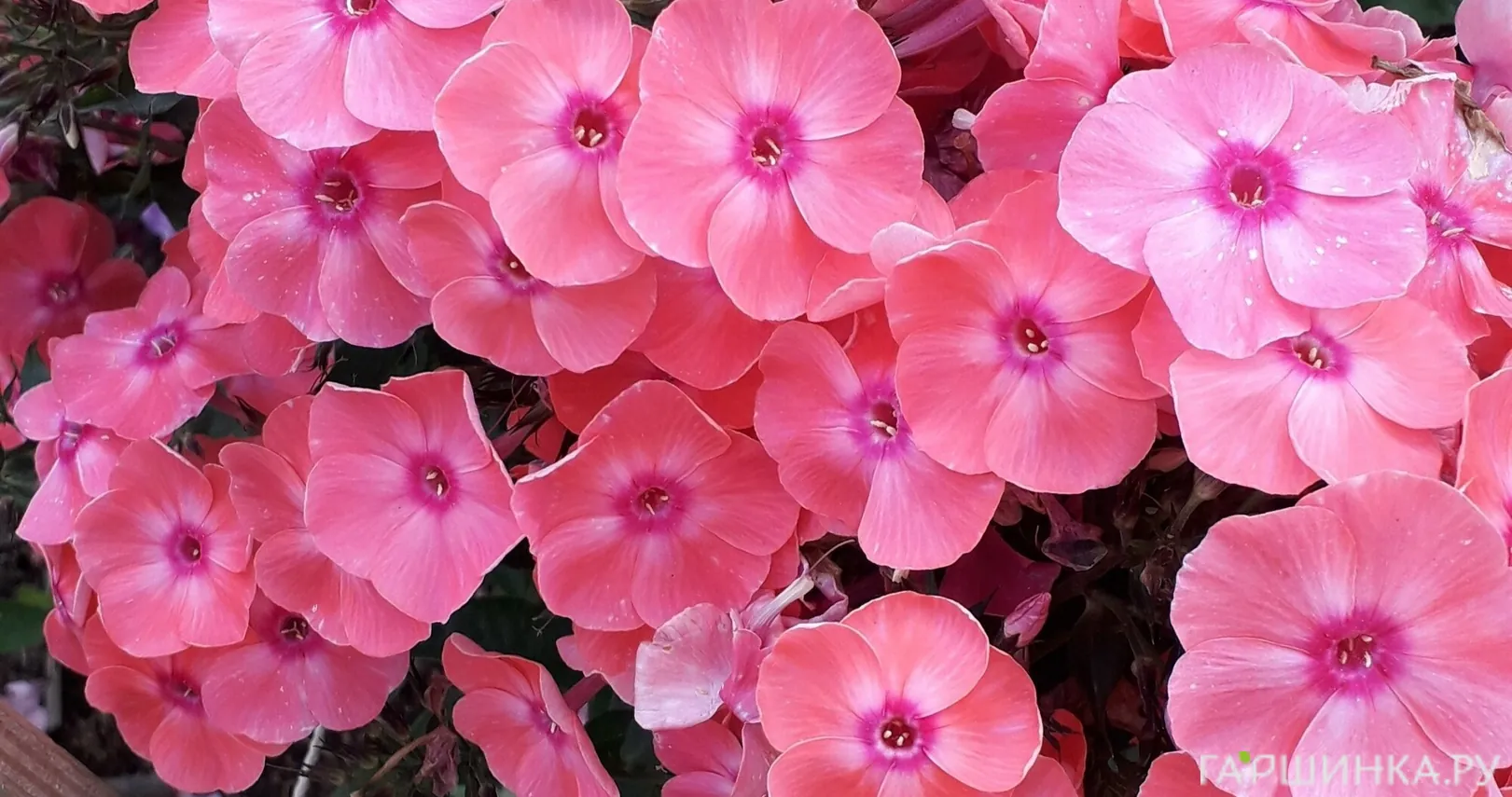 Флокс Лариса