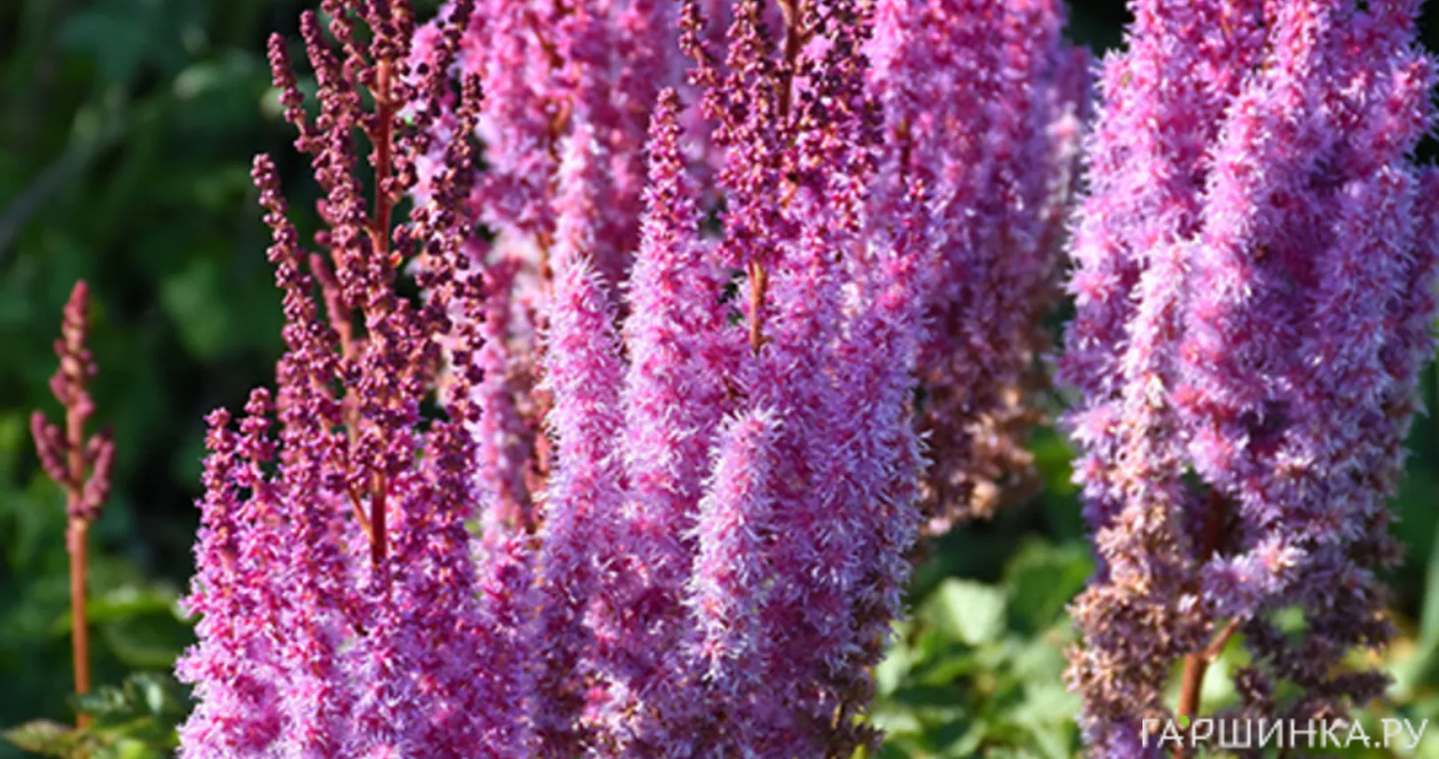 Астильба китайская Суперба