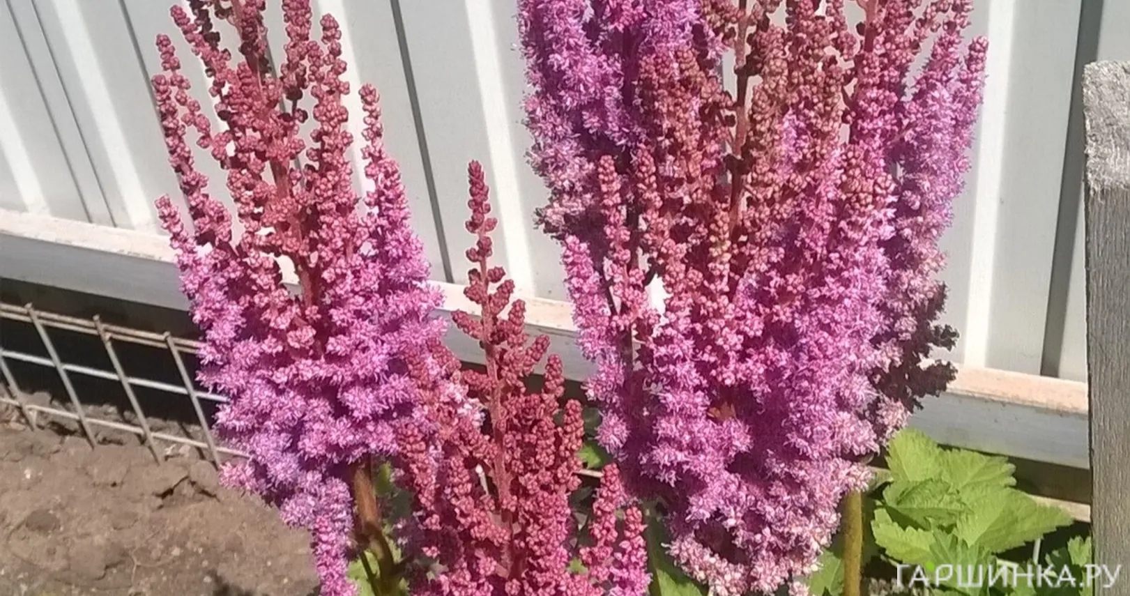 Астильба китайская Пурпуркерц