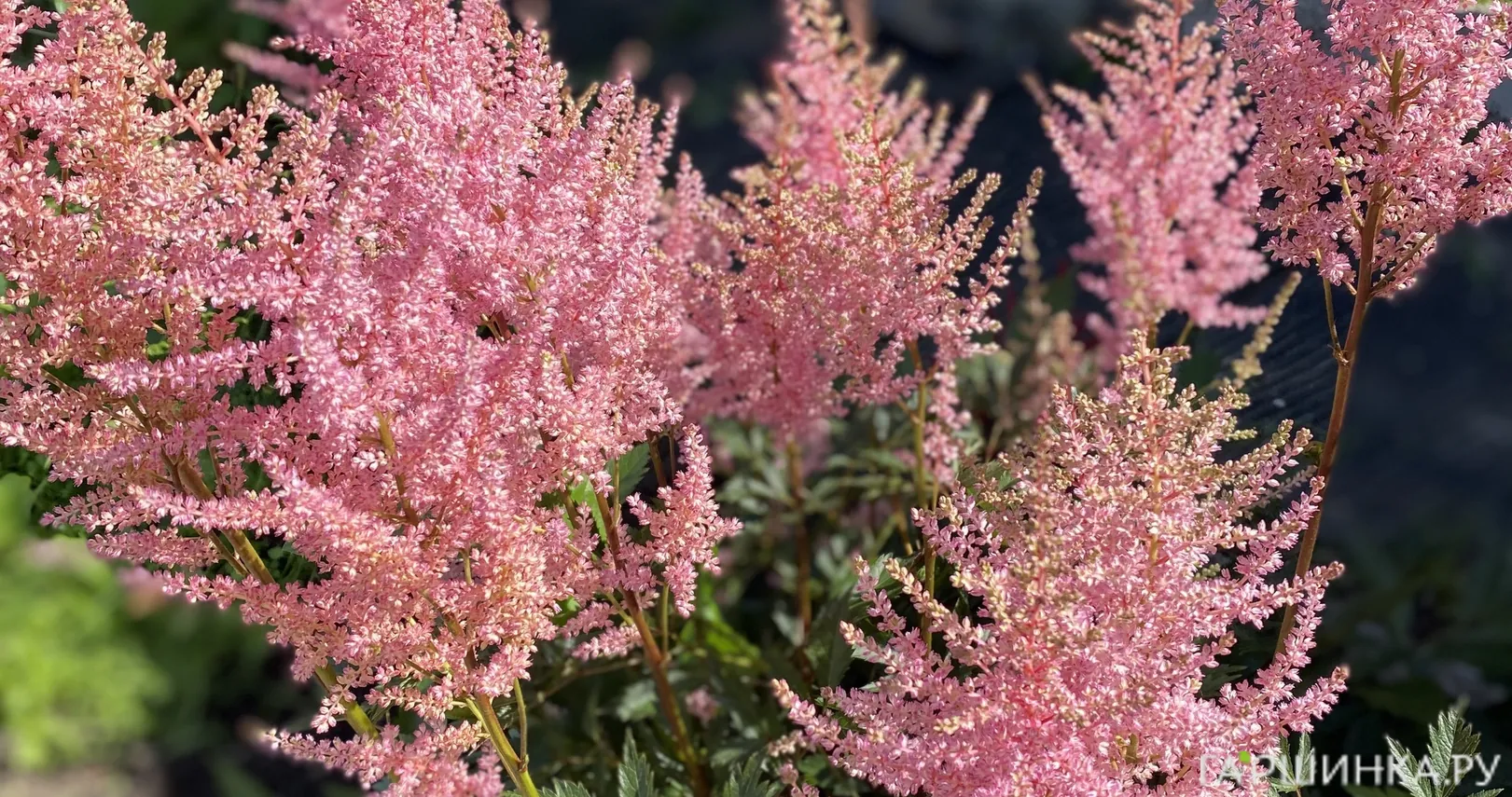 Астильба Арендса Америка