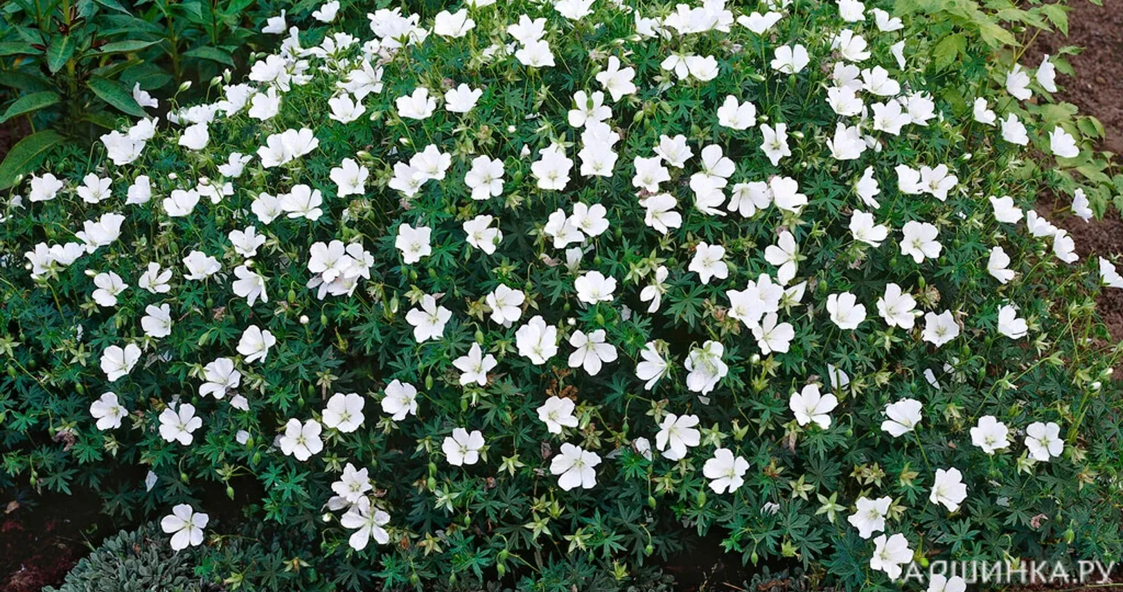 Герань кроваво-красная Альбум