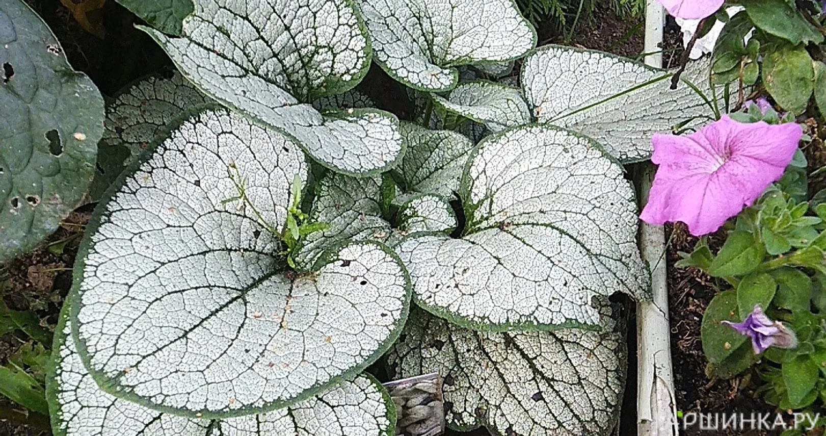 Бруннера Сильвер Хеарт