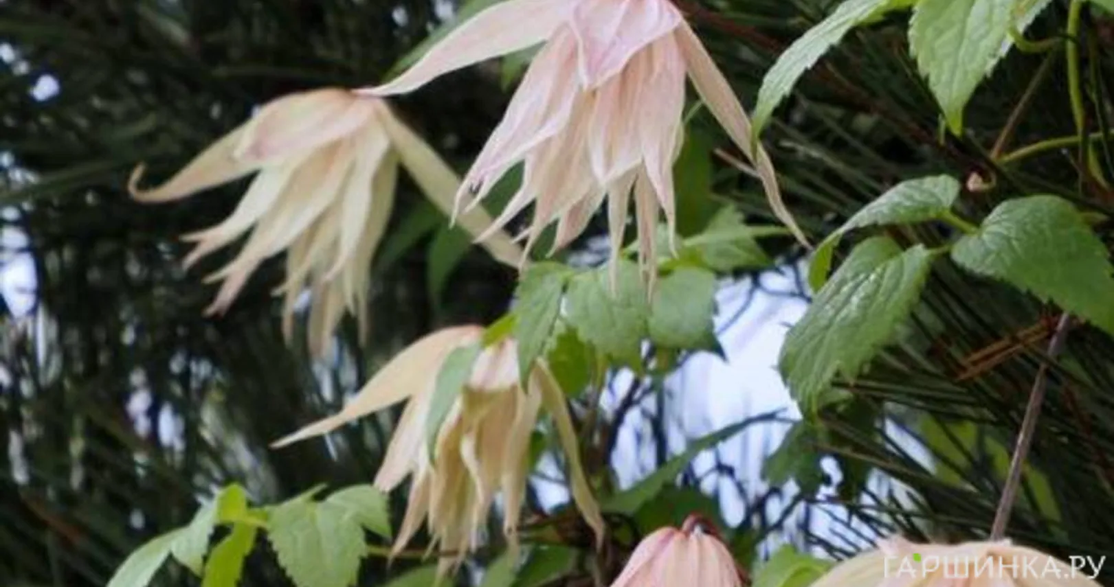 Клематис (Княжик) Пинк Свинг (Розовые качели) махровый крупноцветковый (1)