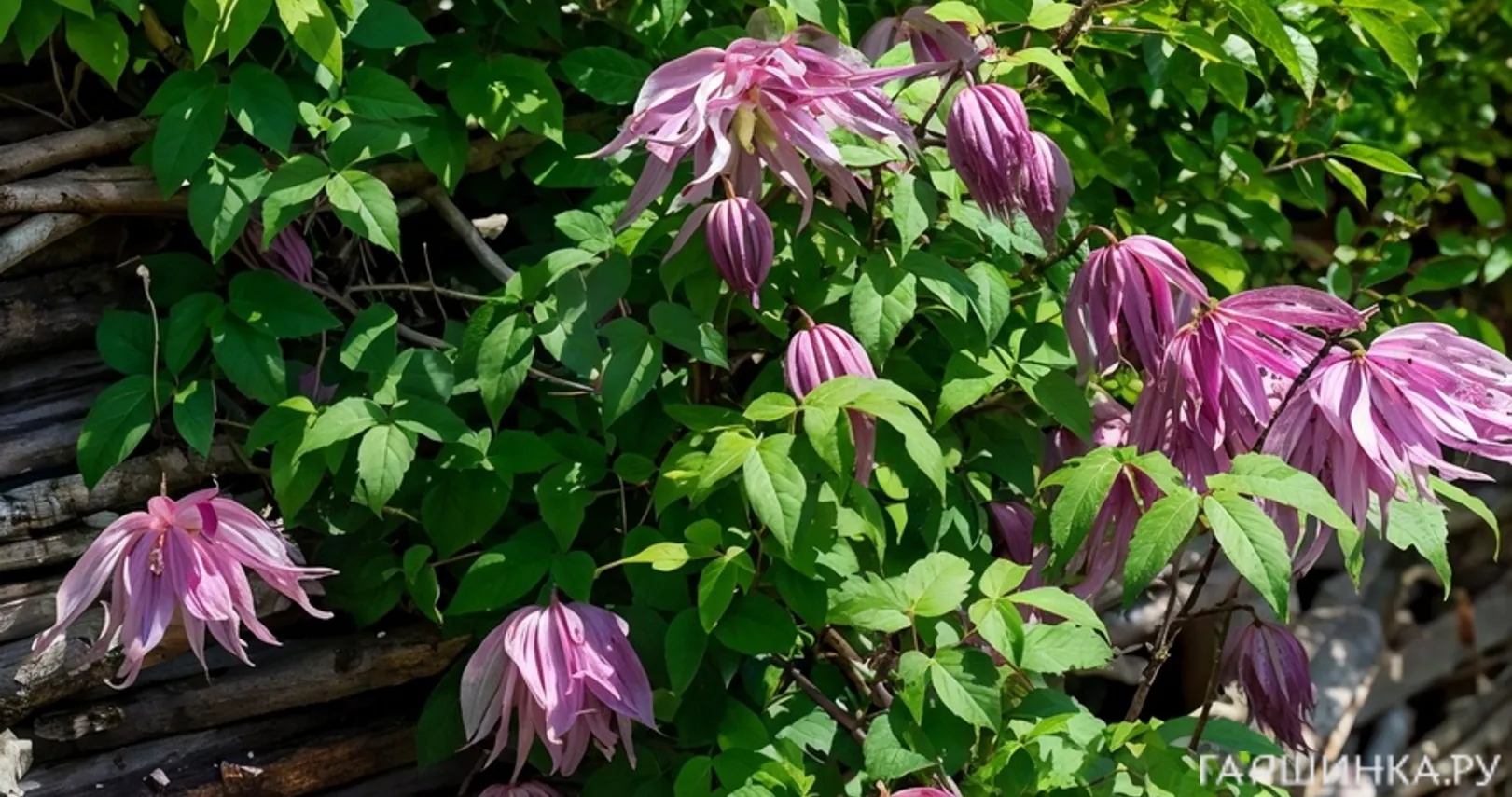 Клематис (Княжик) Пурпул Дрим (Пурпурная мечта) крупноцветковый (1)