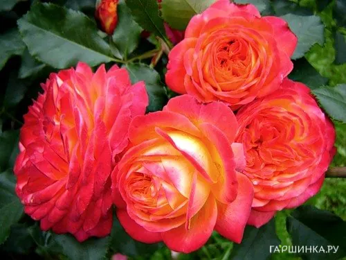 Роза Мидсаммер флорибунда, Тантау (лиц)