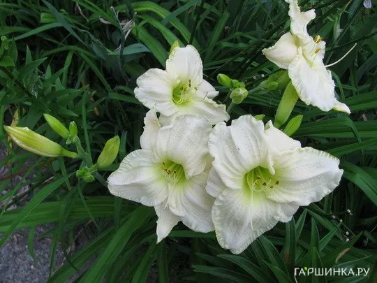 Лилейник Кул Ит