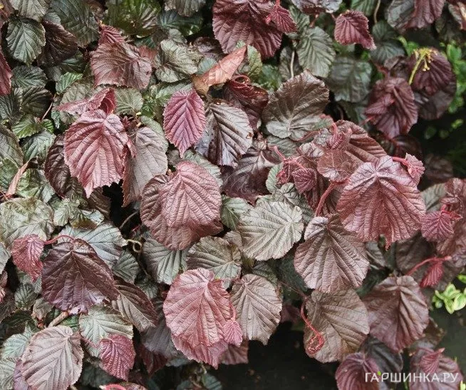 Лещина Ред Мажестик