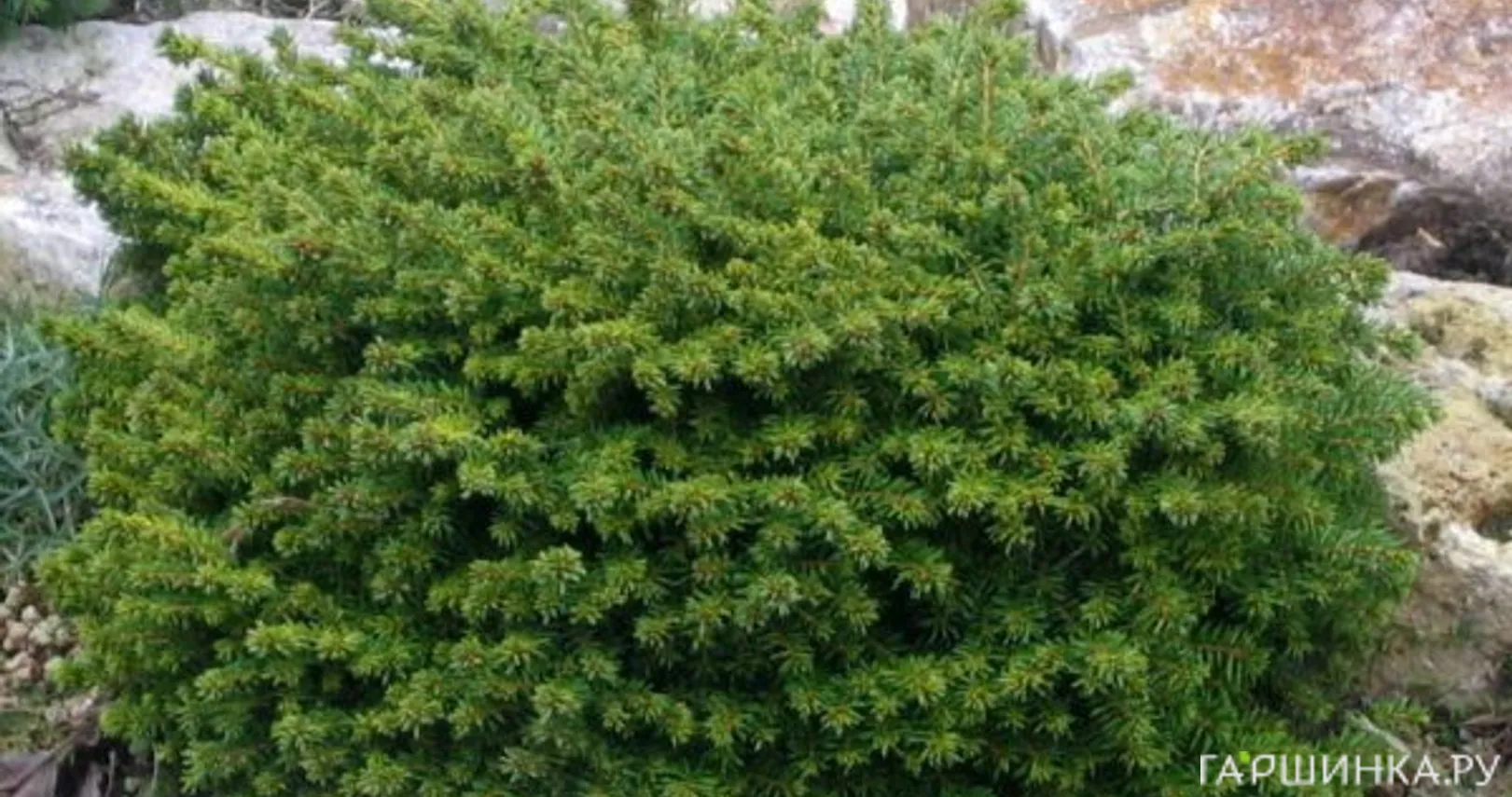 Ель обыкновенная Литл Джем