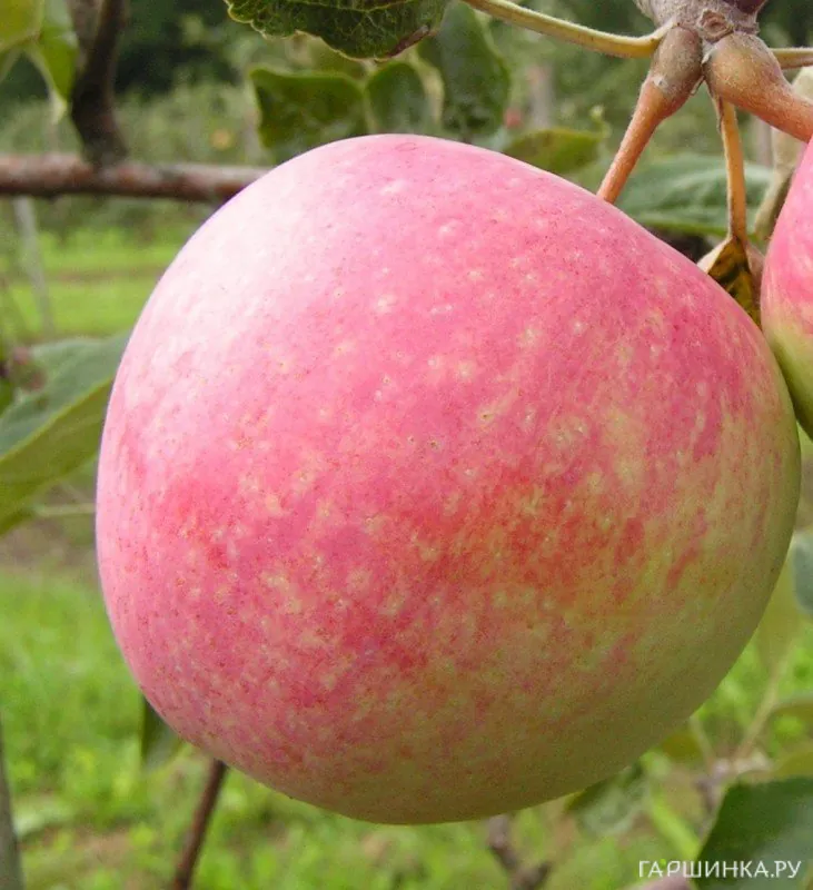 Яблоня Слава победителям