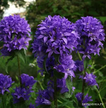 Колокольчик скученный Фрея