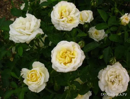 Роза Джей Пи Коннел канадская парковая (лиц)