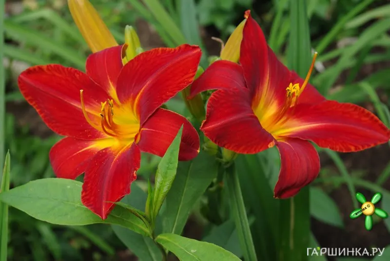 Лилейник Анзак