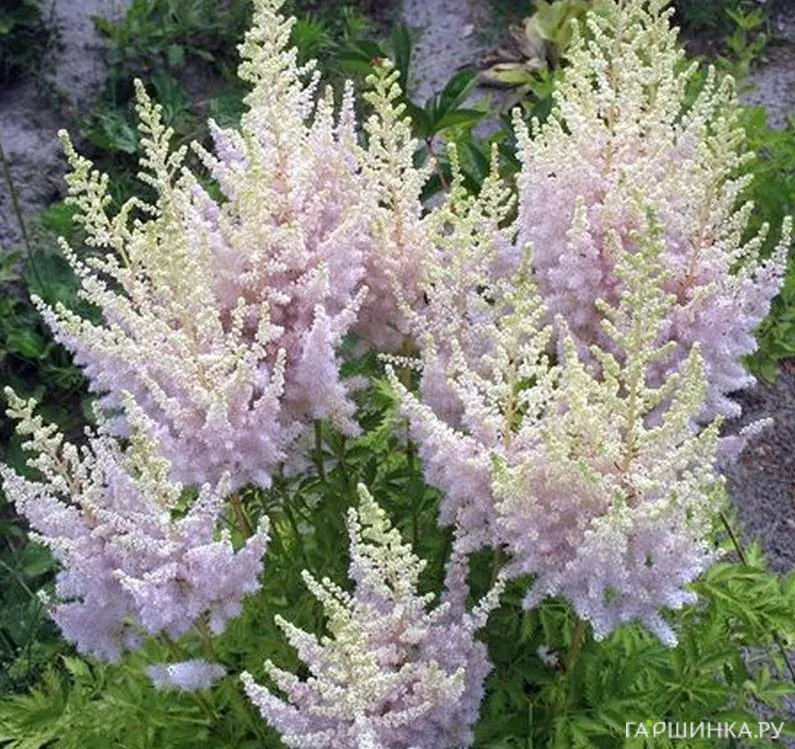 Астильба китайская Милк энд Хоней