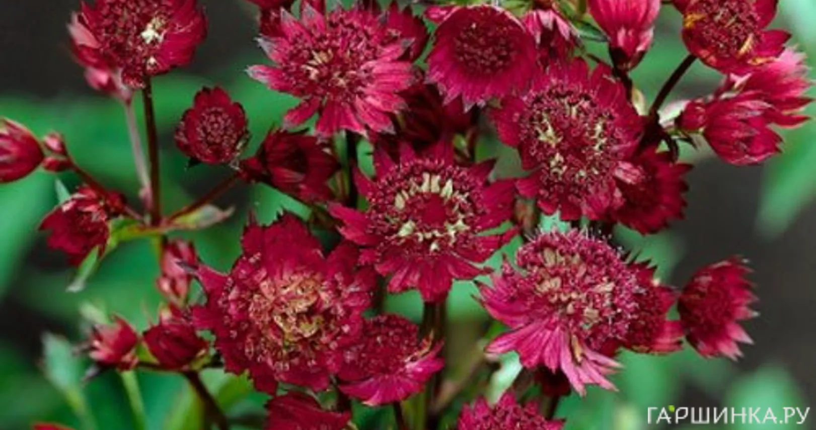 Астранция Руби Веддинг