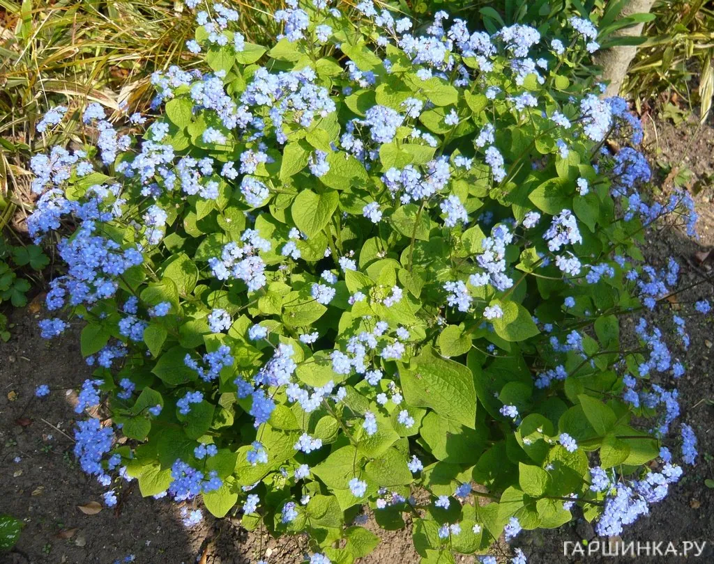 Бруннера крупнолистная