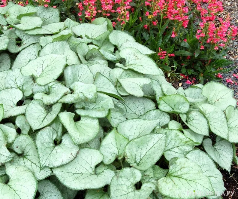 Бруннера Лукин Гласс