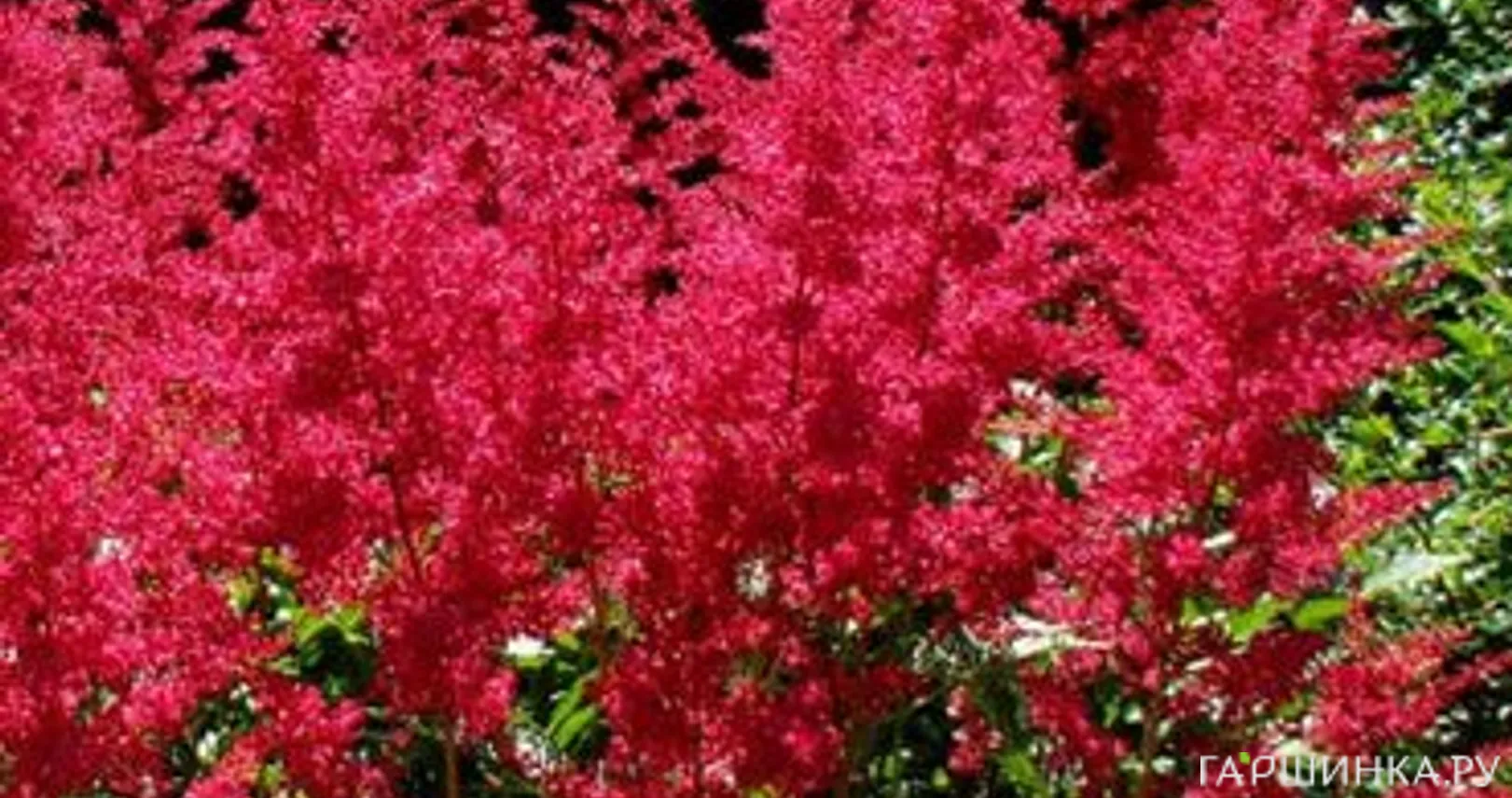 Астильба Арендса Бургунди Ред