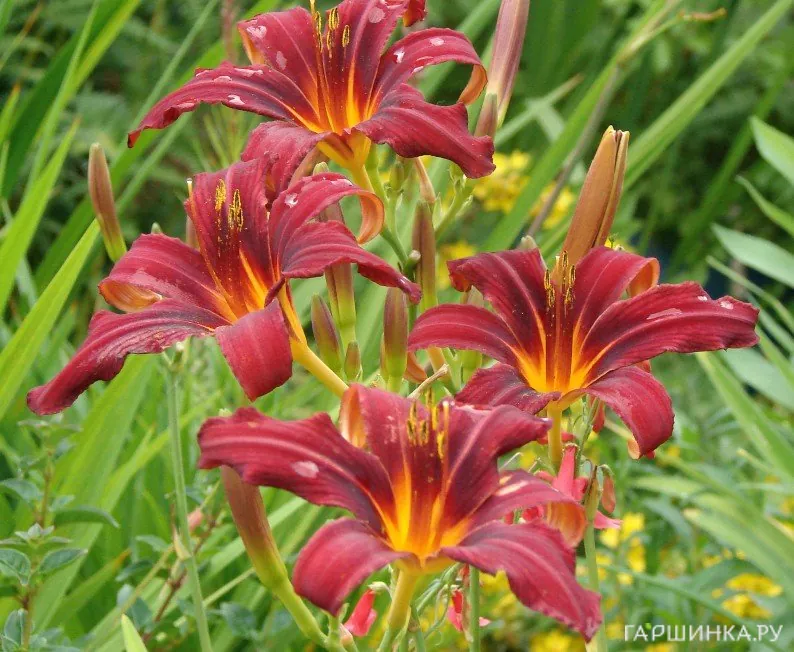 Лилейник Кримсон Пират