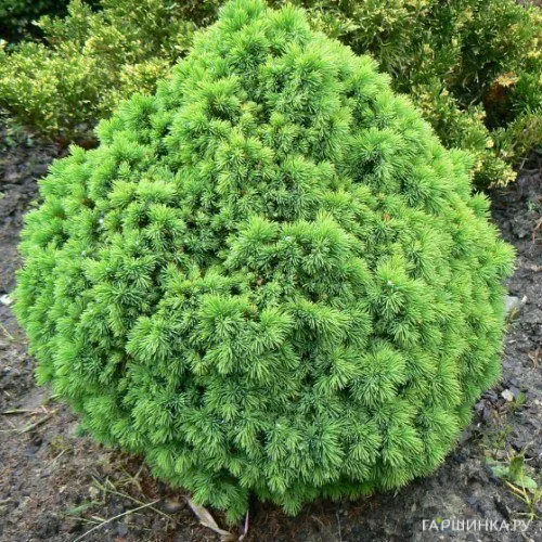 Ель канадская Альберта Глобе