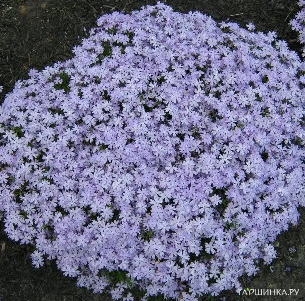 Флокс шиловидный Эмералд Блю