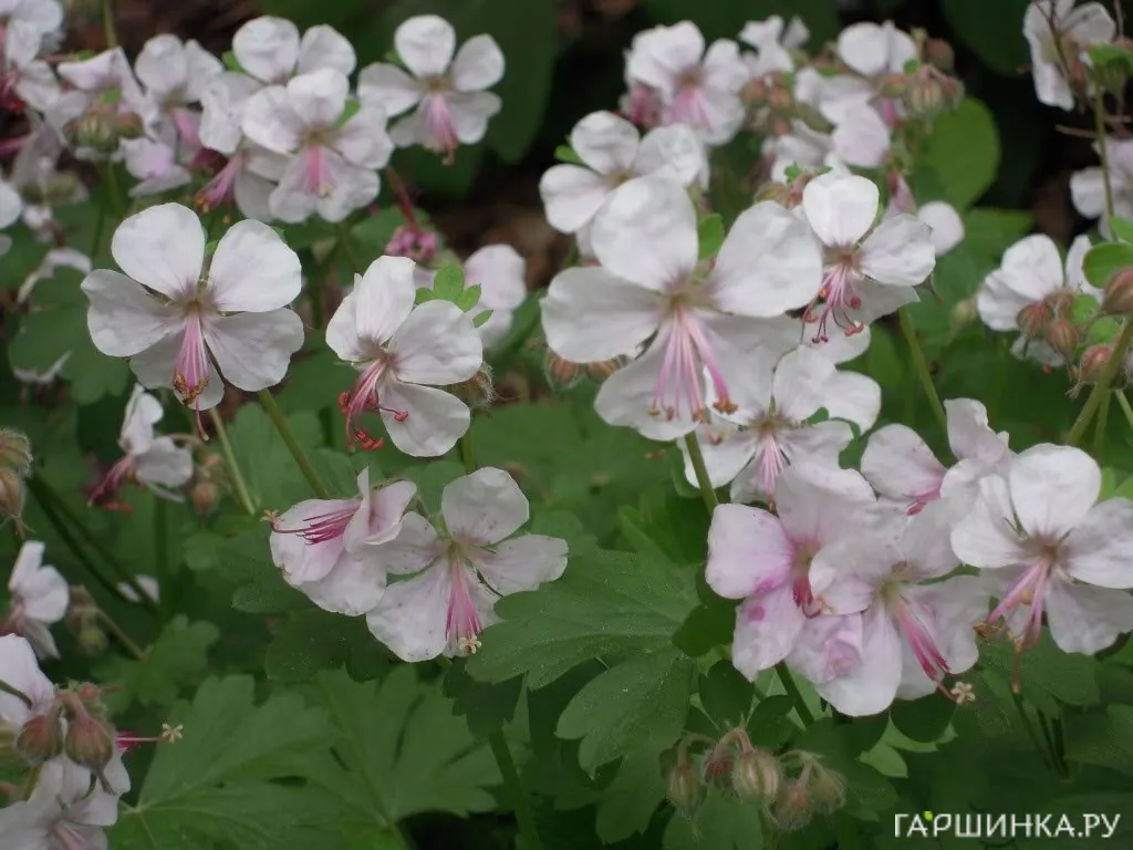 Герань Биоково кембриджская