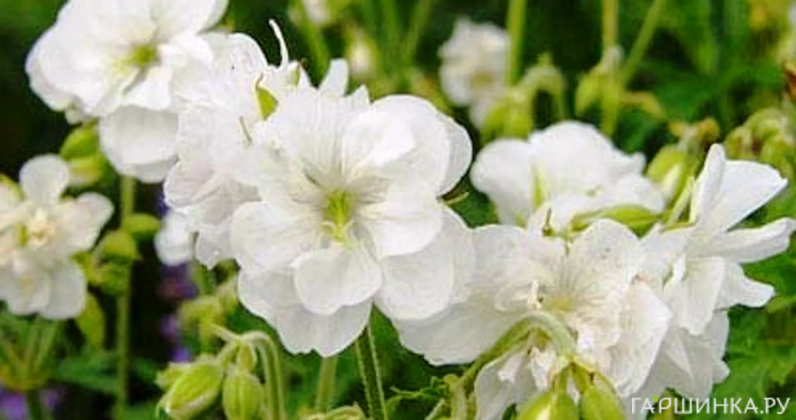 Герань садовая Лаура