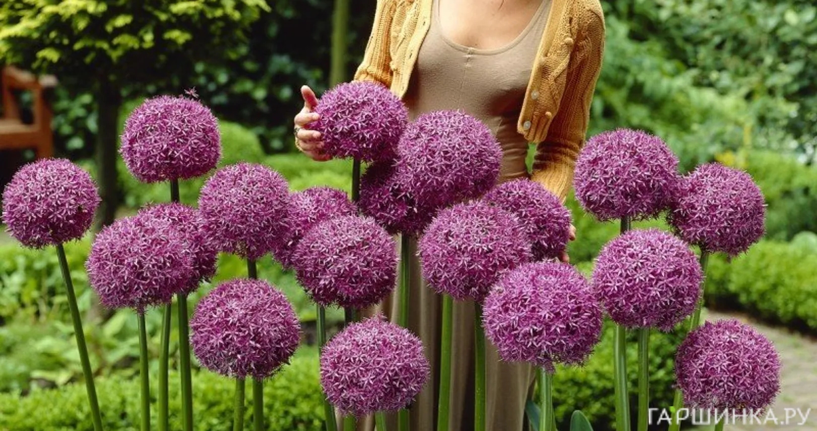 Лук декоративный Глоубмастер