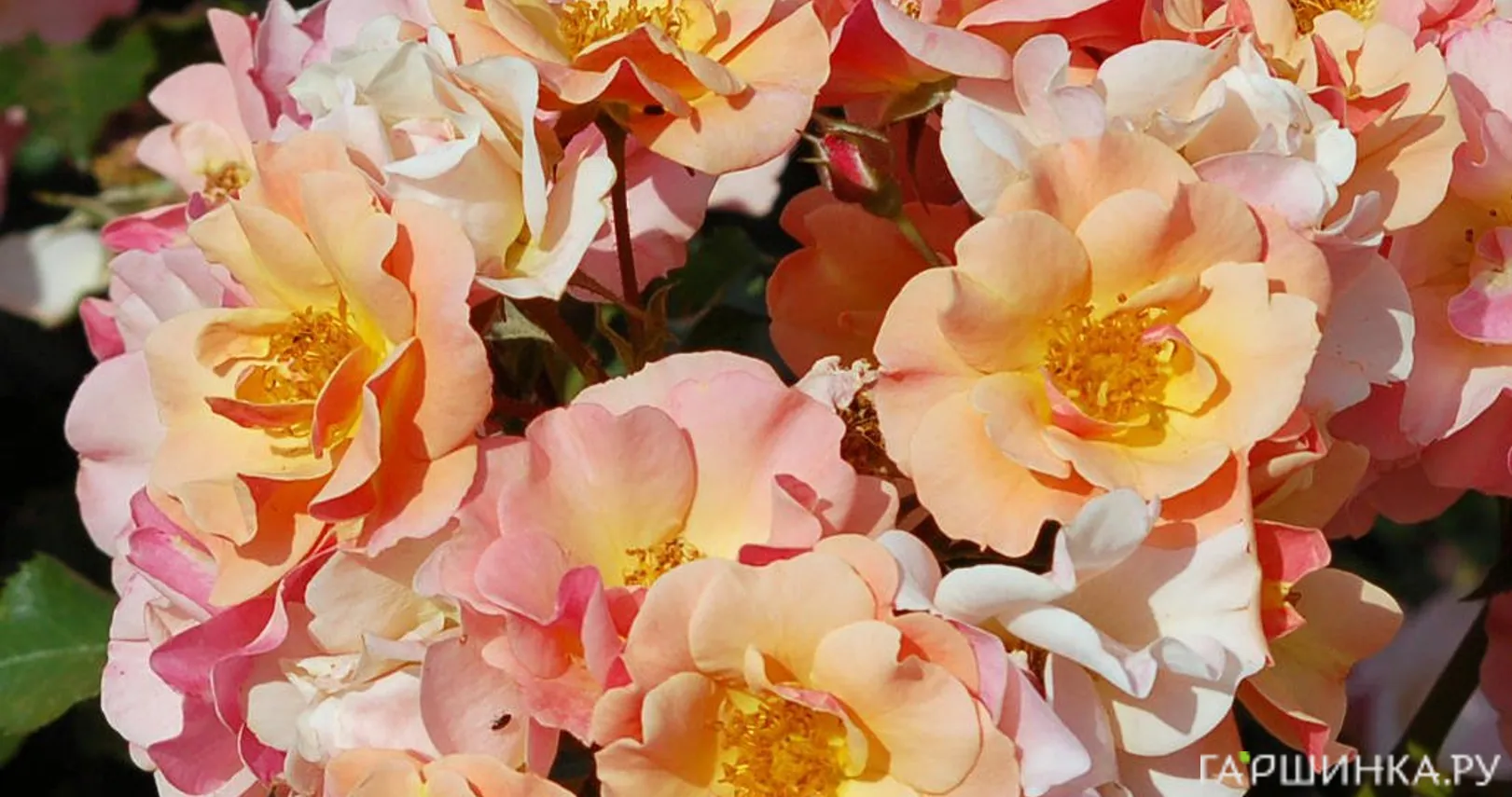 Роза Джаз почвопокровная, Тантау (лиц)