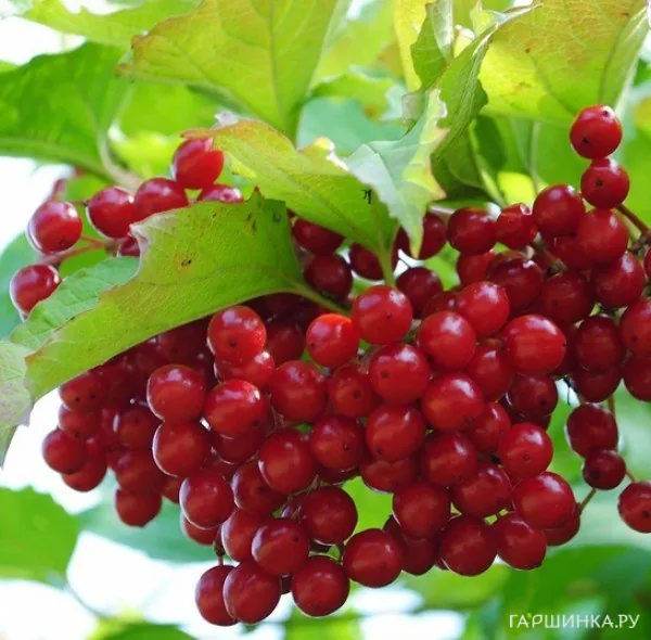 Калина Таежные рубины