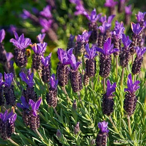 Лаванда Blue Star