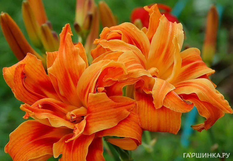 Лилейник Априкот Бьюти