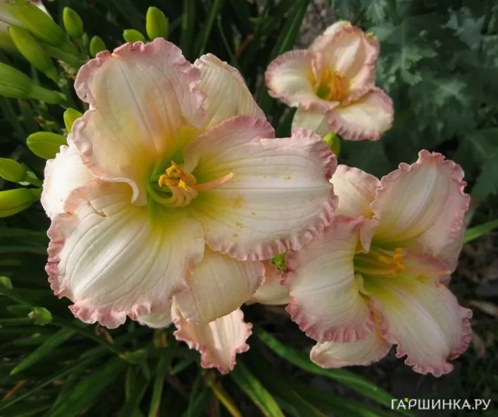 Лилейник Фростид Винтаж Раффлз