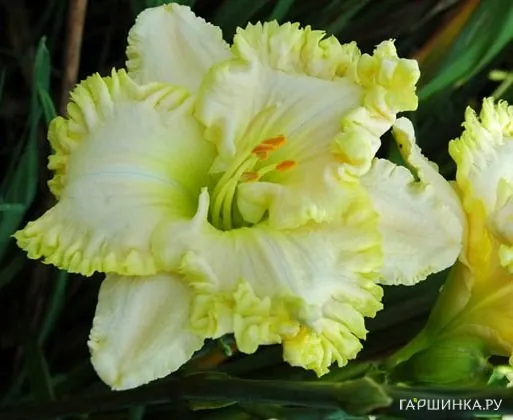 Лилейник Грин Мистик