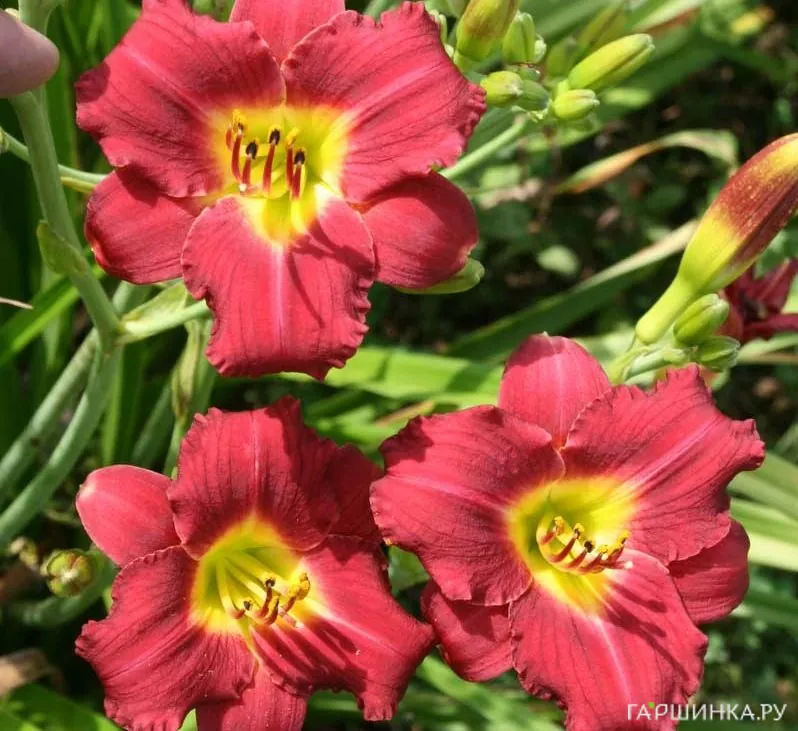 Лилейник Пардон Ми