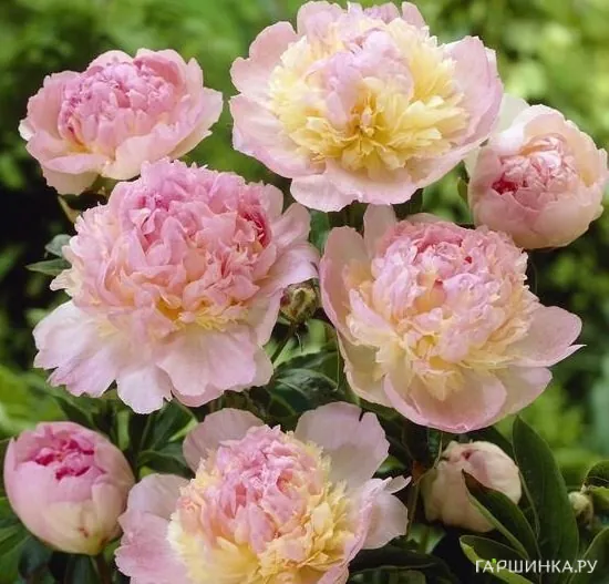 Пион Расбери Сандей