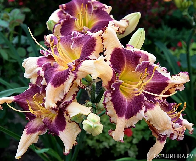 Лилейник Сабина Баур