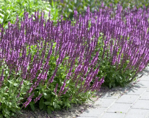 Шалфей (Сальвия дубравная) Аметист