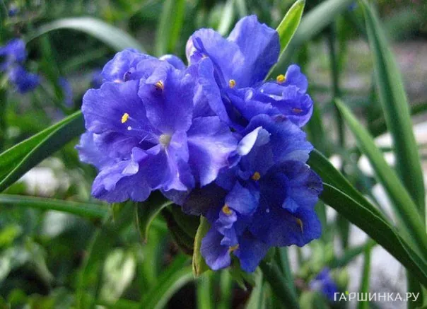 Традесканция Церулеа плена