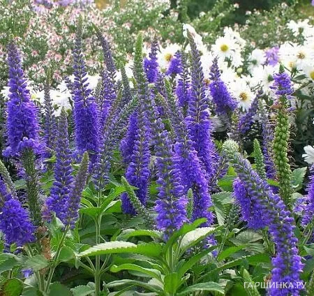 Вероника длиннолистная Блайризин