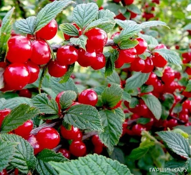 Вишня войлочная